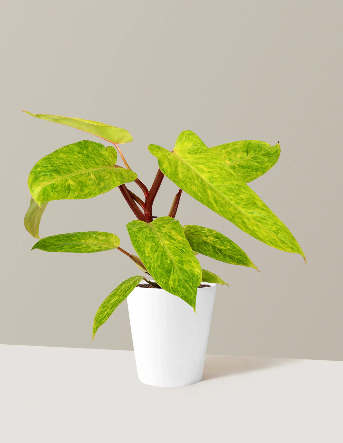 Philodendron Painted Lady