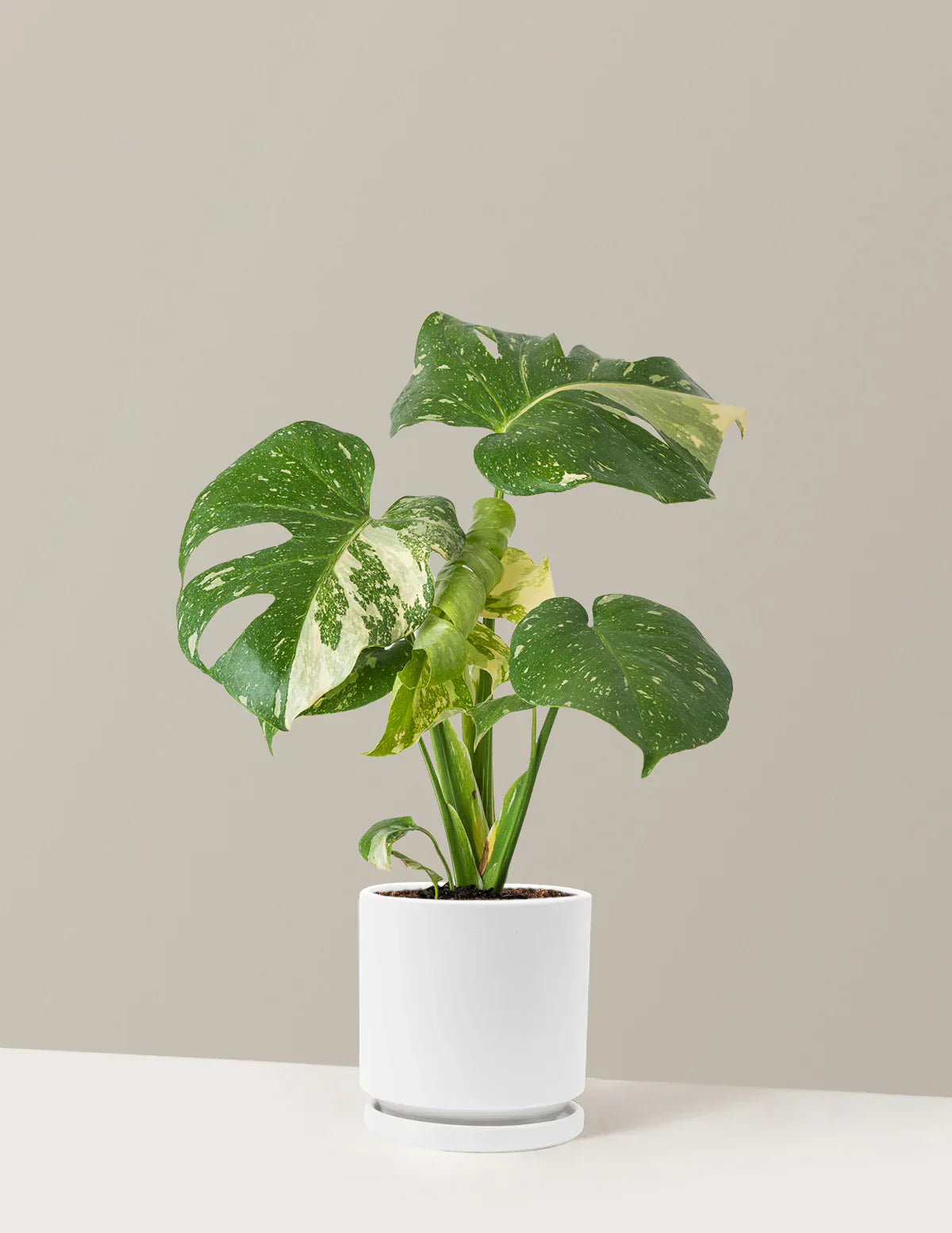 Monstera Thai Constellation