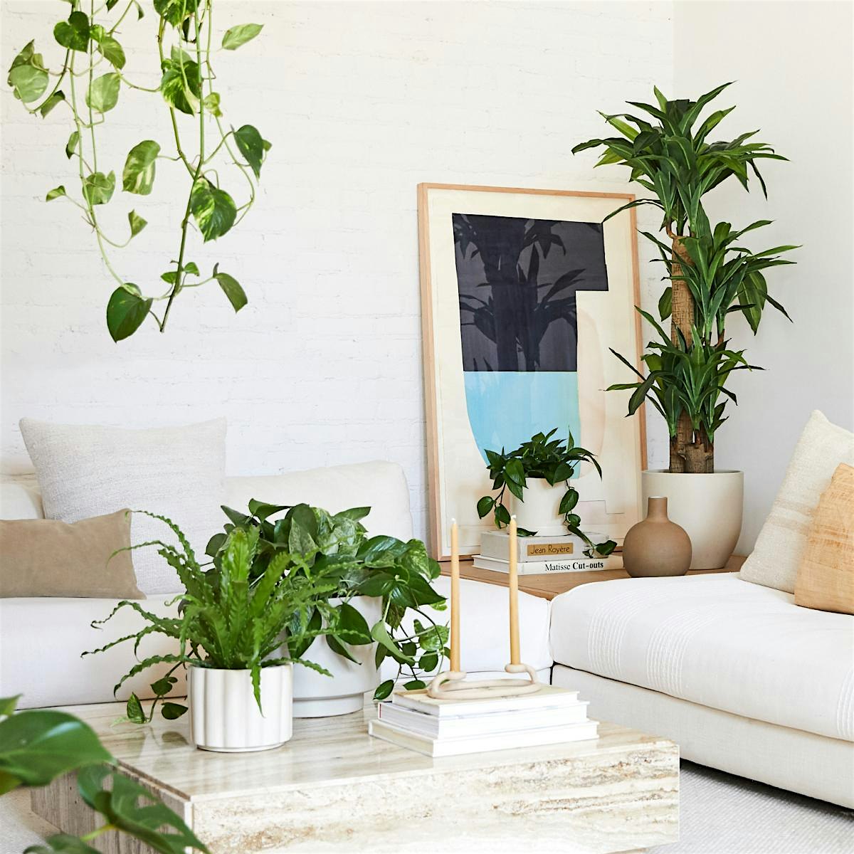 Plant Combo