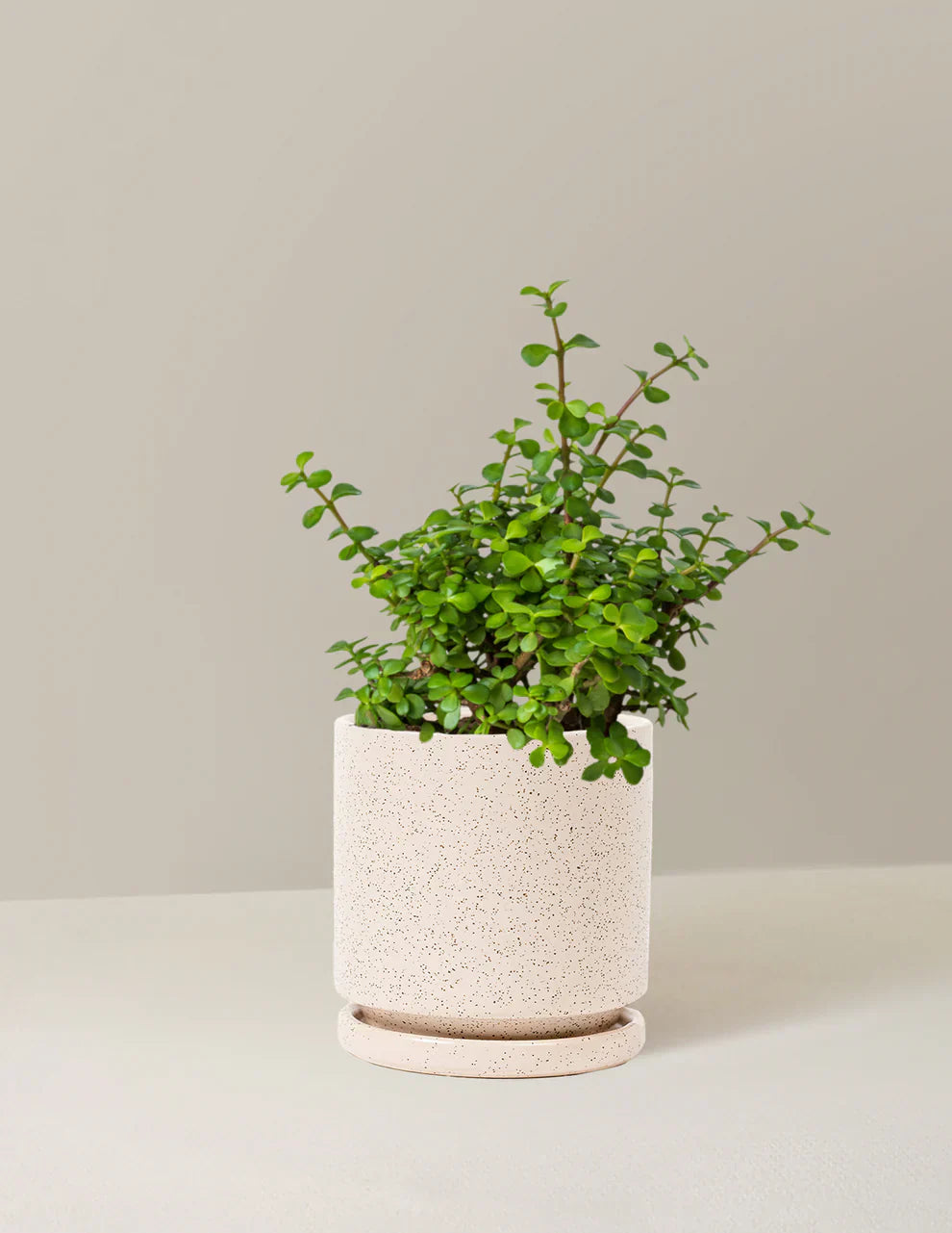 Elephant Bush Prosperity Plant